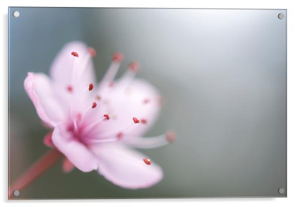 Single pink blossom Acrylic by Andrew Kearton