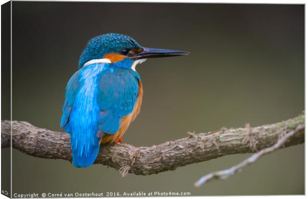 Common Kingfisher Canvas Print by Corné van Oosterhout