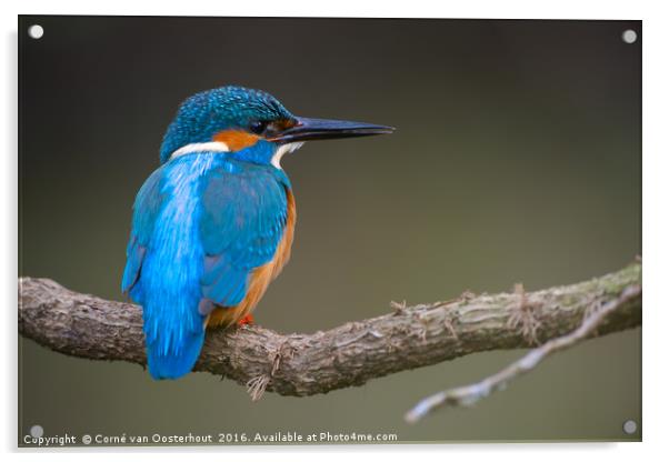 Common Kingfisher Acrylic by Corné van Oosterhout