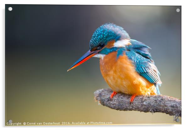 Common Kingfisher Acrylic by Corné van Oosterhout