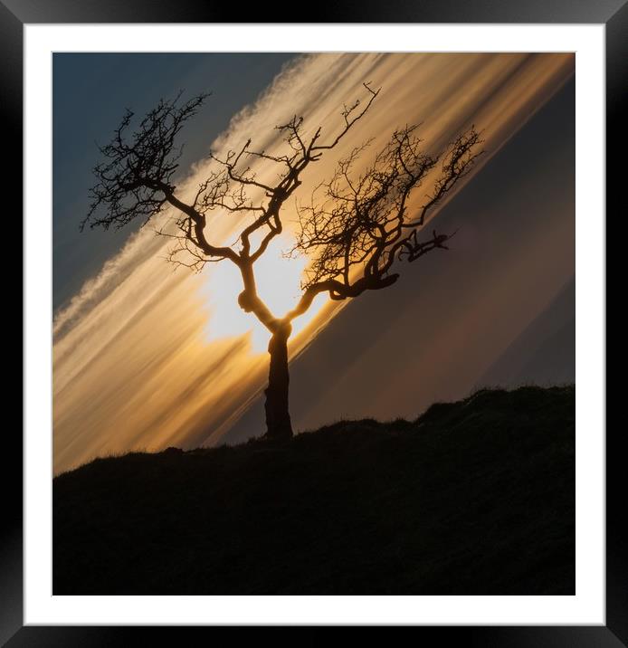 Black Mountain tree Framed Mounted Print by Leighton Collins
