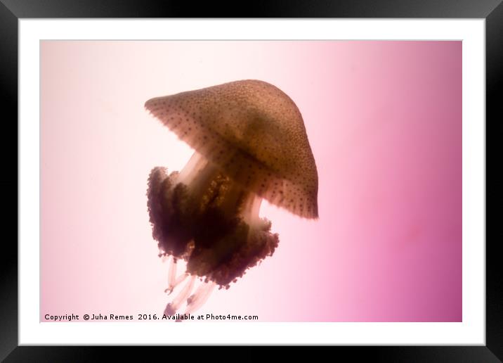 Jellyfish Framed Mounted Print by Juha Remes