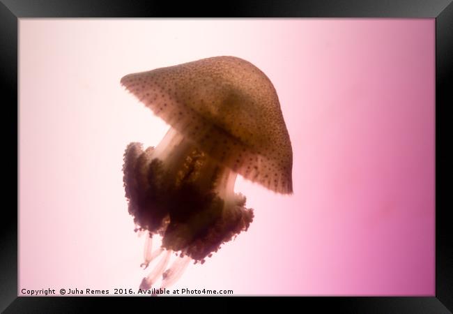 Jellyfish Framed Print by Juha Remes