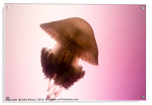 Jellyfish Acrylic by Juha Remes