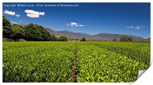 Ready for Harvest Print by Mark Lucey