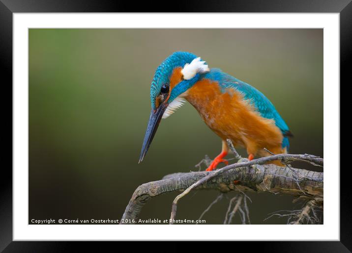 Common Kingfisher Framed Mounted Print by Corné van Oosterhout