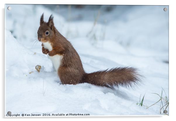 Red Squirrel  Acrylic by Ken Jensen
