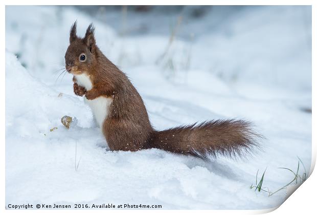 Red Squirrel  Print by Ken Jensen
