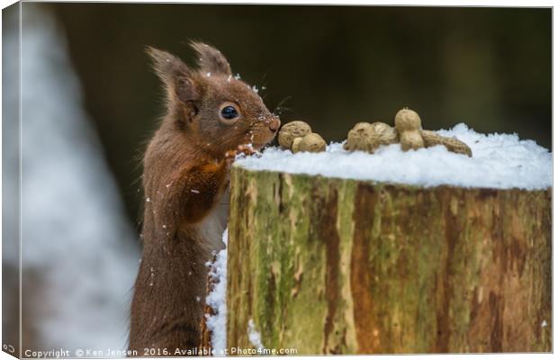 Please can I have one? Canvas Print by Ken Jensen