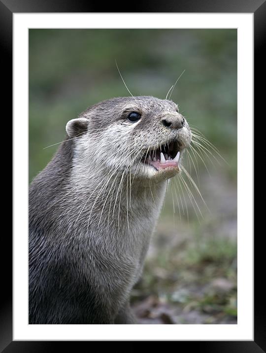 Otter Framed Mounted Print by Mike Gorton
