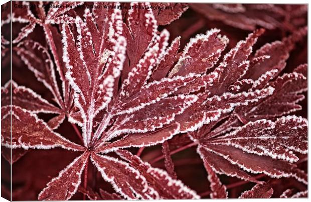 Acer in Frost Canvas Print by Martin Parratt