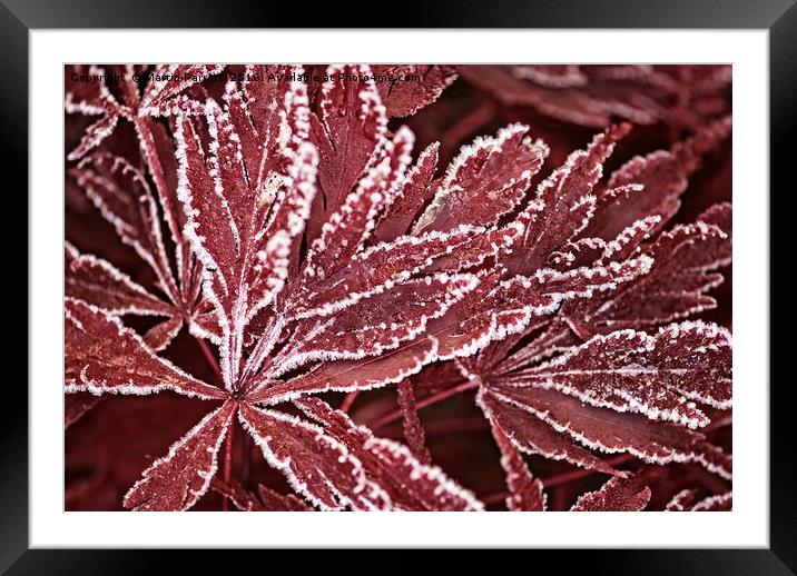 Acer in Frost Framed Mounted Print by Martin Parratt