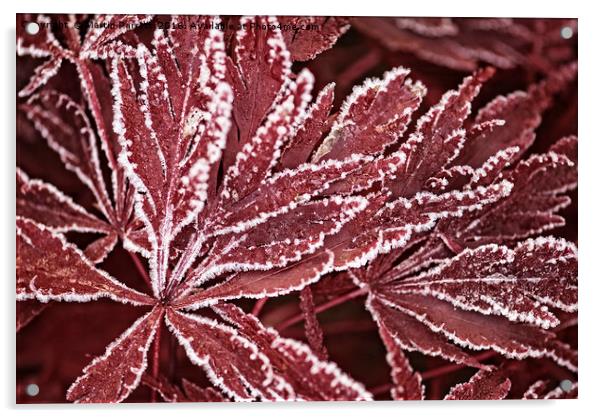 Acer in Frost Acrylic by Martin Parratt