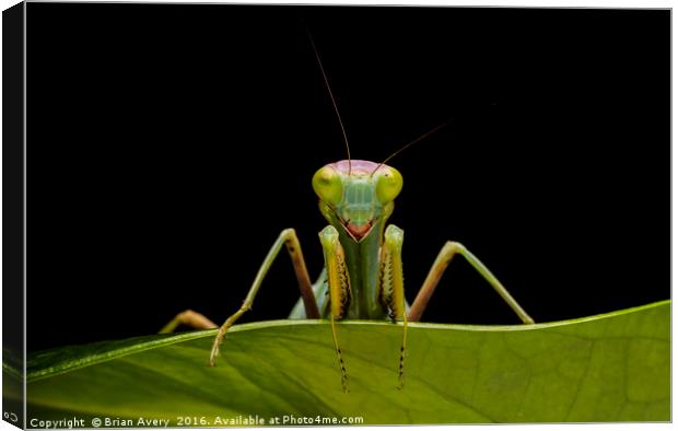Green Mantis Canvas Print by Brian Avery