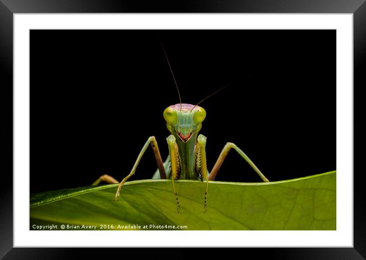 Green Mantis Framed Mounted Print by Brian Avery