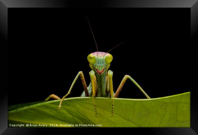 Green Mantis Framed Print by Brian Avery