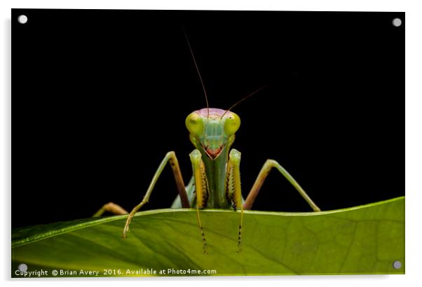 Green Mantis Acrylic by Brian Avery