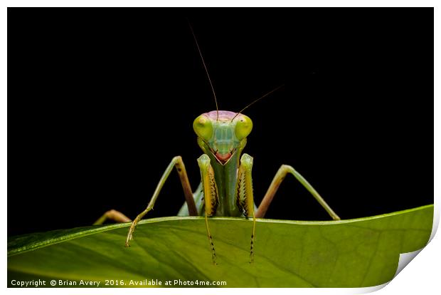 Green Mantis Print by Brian Avery