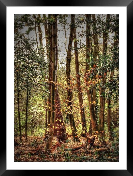 Nature's  Light Framed Mounted Print by Jon Fixter
