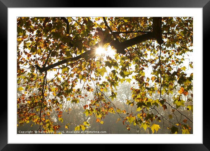 Through Golden Leaves Framed Mounted Print by Sally Lloyd