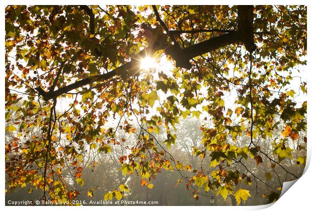 Through Golden Leaves Print by Sally Lloyd