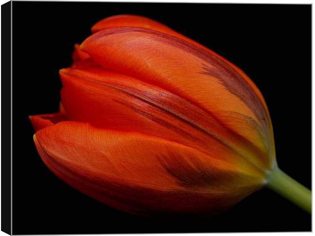 Red Tulip Canvas Print by Marina Gray