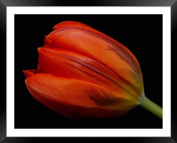 Red Tulip Framed Mounted Print by Marina Gray