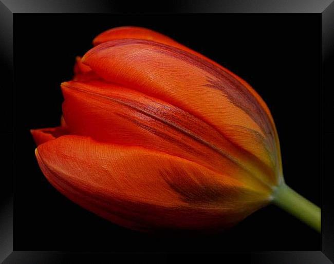 Red Tulip Framed Print by Marina Gray