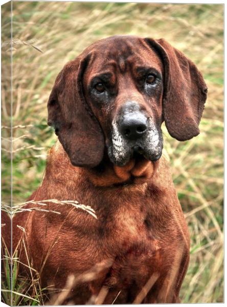 Bloodhound In Long Grass Canvas Print by Jon Fixter