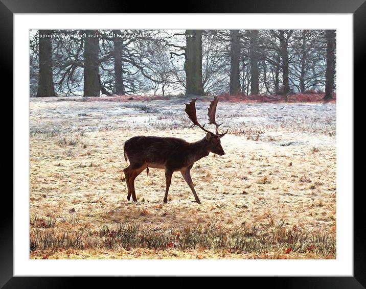 Cheshire stag Framed Mounted Print by Susan Tinsley