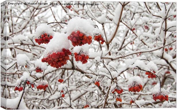 Red Berries in Snow Canvas Print by Martin Parratt