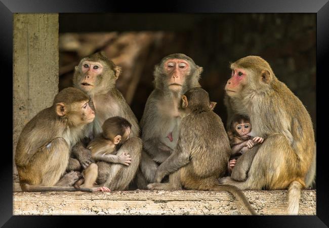 Family Gathering Framed Print by Ken Jensen