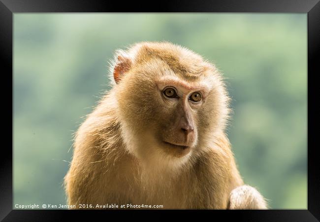 Wild Golden Silk Monkey Framed Print by Ken Jensen