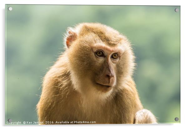 Wild Golden Silk Monkey Acrylic by Ken Jensen