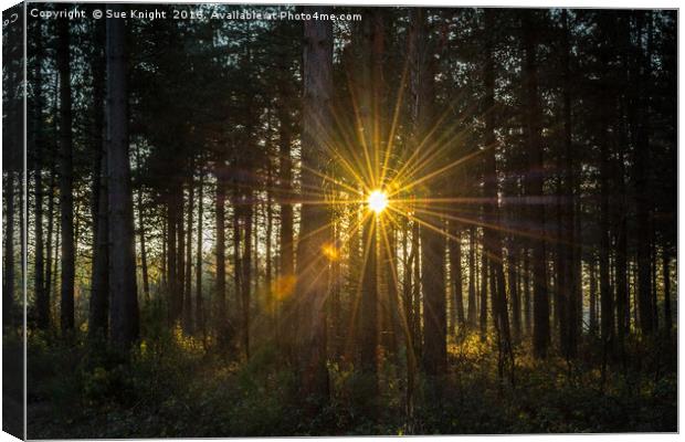 Sunburst through the trees Canvas Print by Sue Knight