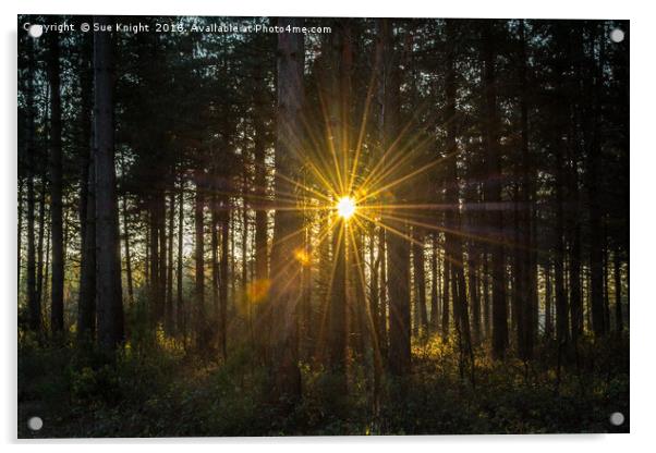 Sunburst through the trees Acrylic by Sue Knight