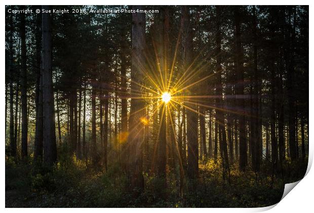 Sunburst through the trees Print by Sue Knight