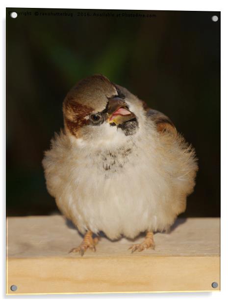 Hungry House Sparrow Acrylic by rawshutterbug 