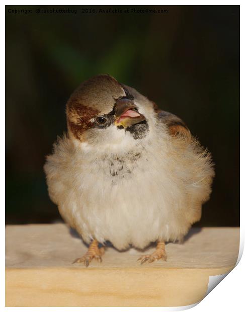 Hungry House Sparrow Print by rawshutterbug 