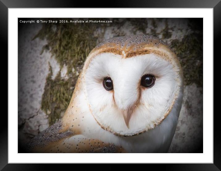 Portrait of a Barn Owl Framed Mounted Print by Tony Sharp LRPS CPAGB