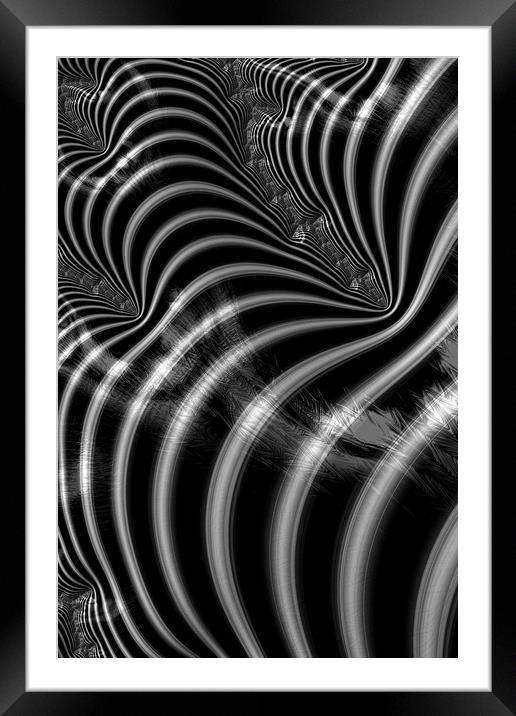Zebra Mayhem Framed Mounted Print by Steve Purnell