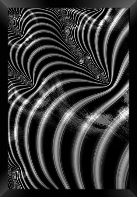 Zebra Mayhem Framed Print by Steve Purnell
