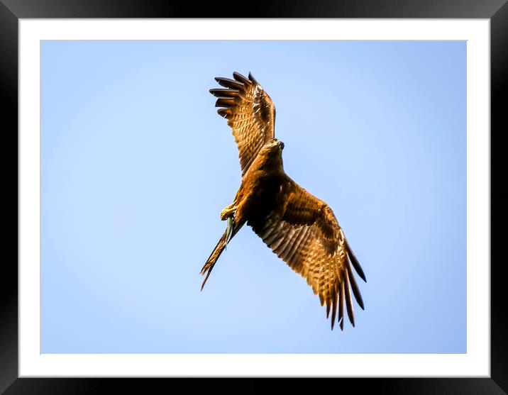 Eagle in flight Framed Mounted Print by Hassan Najmy