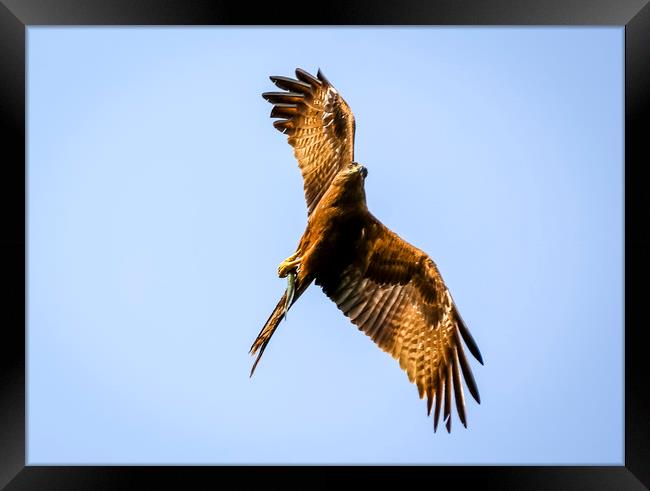 Eagle in flight Framed Print by Hassan Najmy