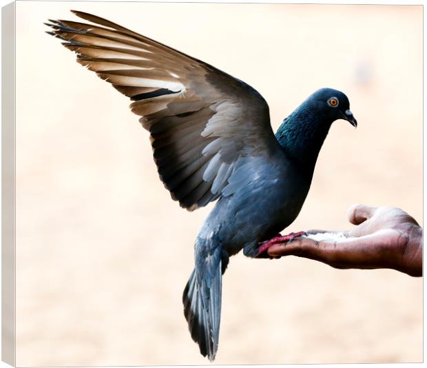 Pigeon sits on the hand Canvas Print by Hassan Najmy