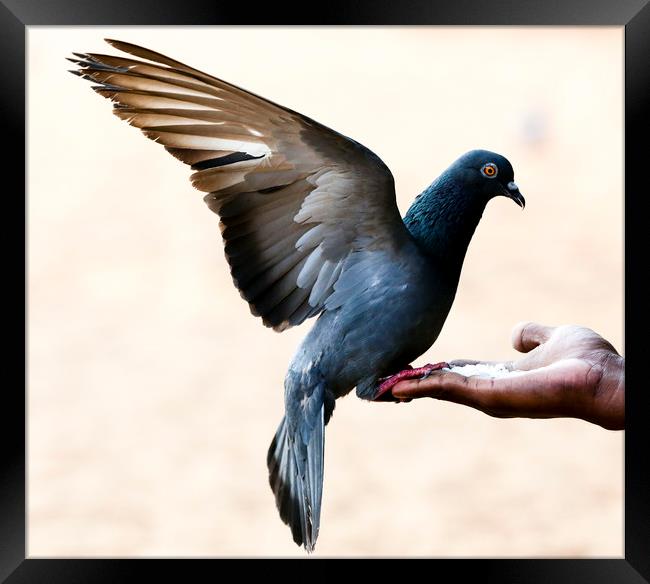 Pigeon sits on the hand Framed Print by Hassan Najmy