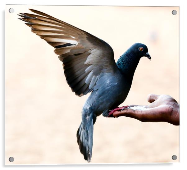 Pigeon sits on the hand Acrylic by Hassan Najmy