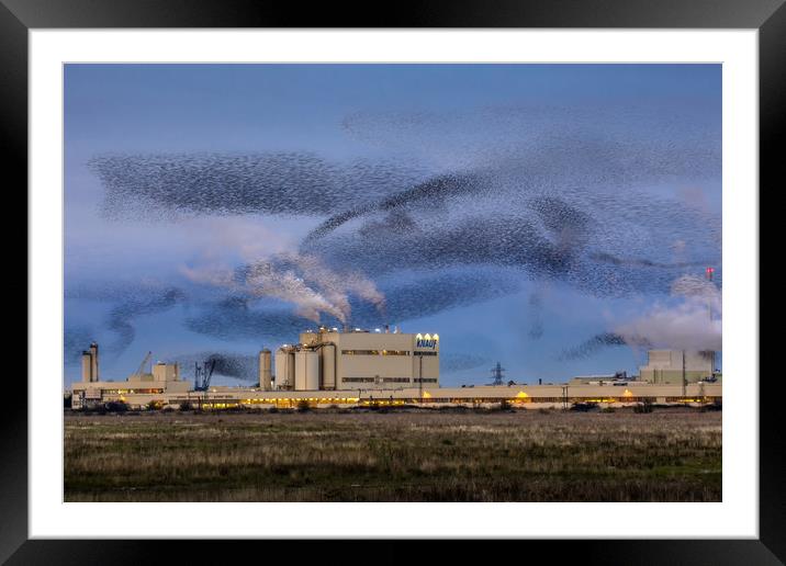 Starling Mumuration Framed Mounted Print by Ian Hufton
