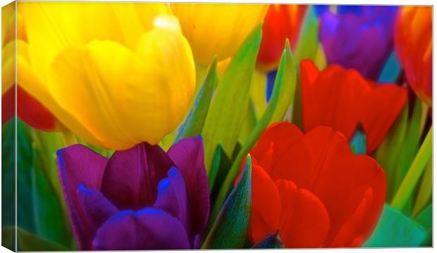 Brightly coloured Tulips                           Canvas Print by Sue Bottomley