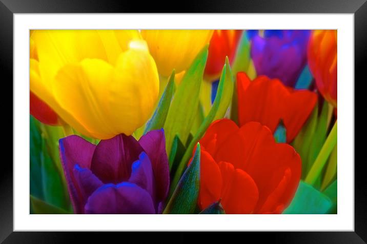 Brightly coloured Tulips                           Framed Mounted Print by Sue Bottomley